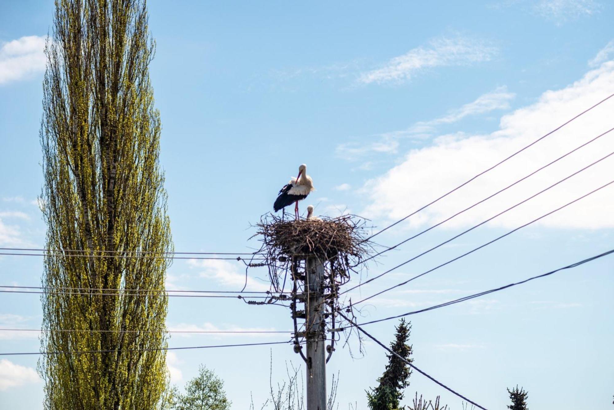Vronis Ferienwohnungen Muhlingen Buitenkant foto