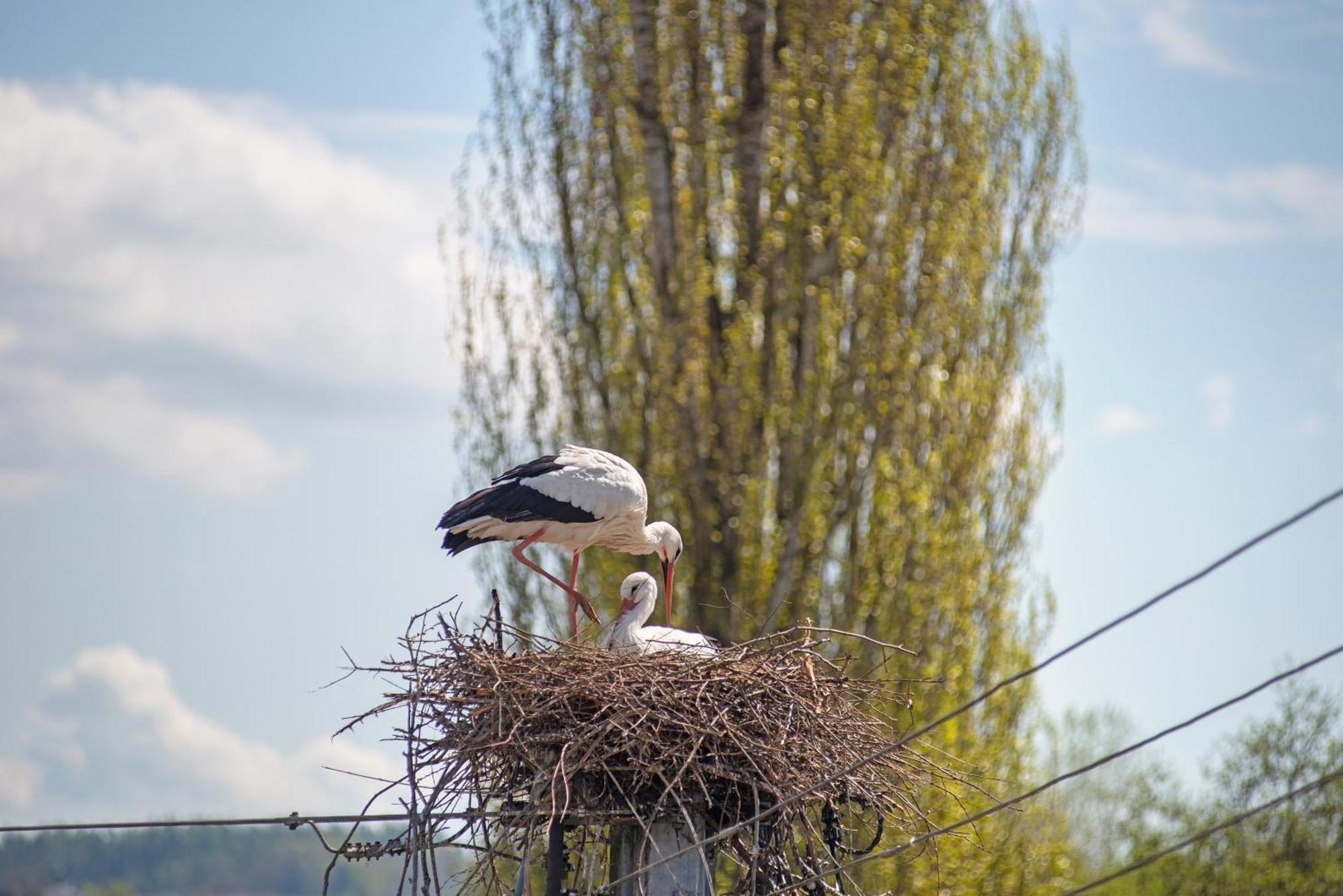 Vronis Ferienwohnungen Muhlingen Buitenkant foto