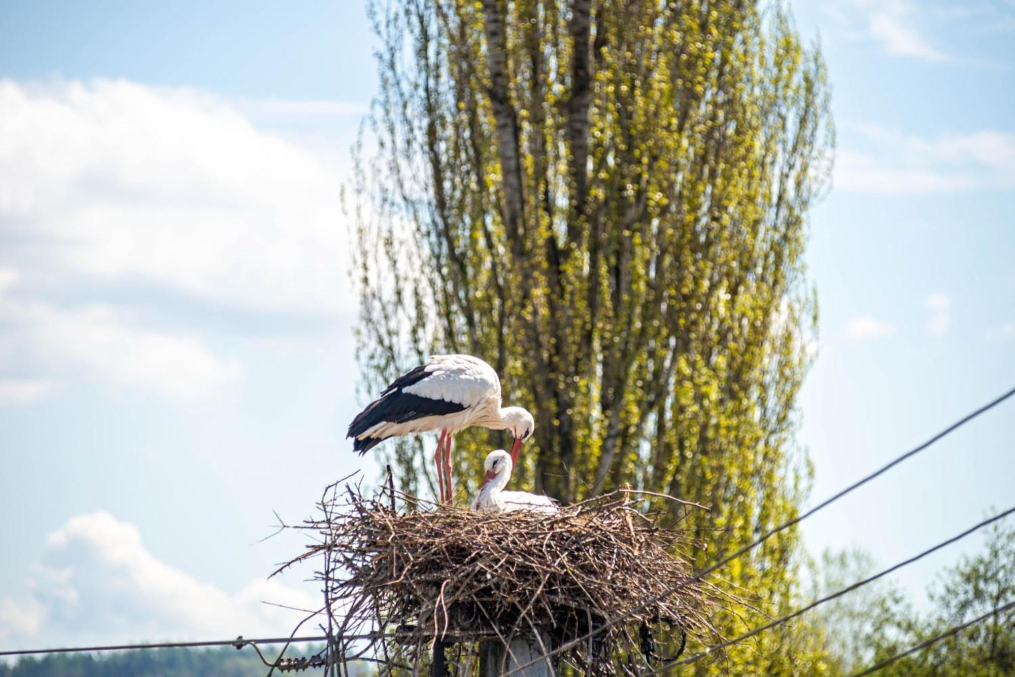 Vronis Ferienwohnungen Muhlingen Buitenkant foto